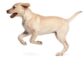 acupet-dog-neuromuscular