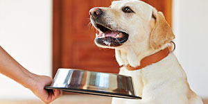 pet-rehab-food-therapy