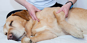 pet-rehab-massage
