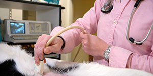 pet-rehab-ultrasound
